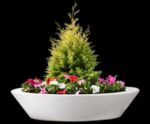 Bowl Planter With Plant